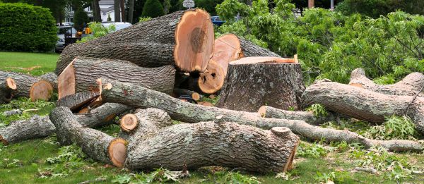 Large Tree Removal in Menomonee Falls