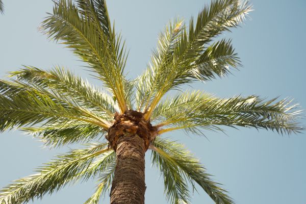 Palm Tree Removal in Menomonee Falls