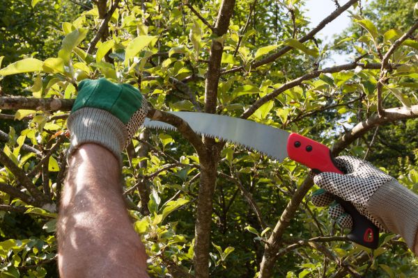Small Tree Removal in Menomonee Falls