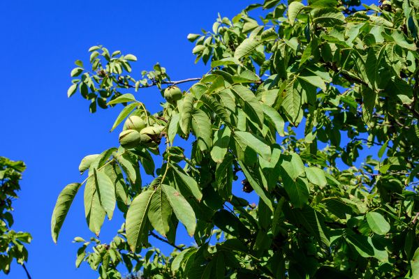 Walnut Tree Removal in Menomonee Falls
