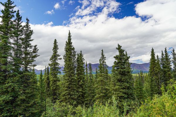 Spruce Tree Removal in Menomonee Falls