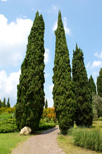 Cypress Tree Removal in Menomonee Falls