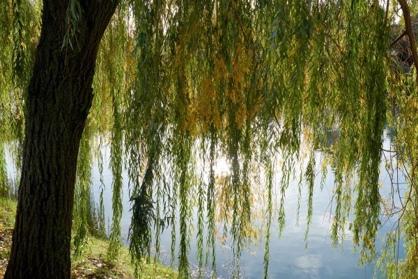 Willow Tree Removal in Menomonee Falls
