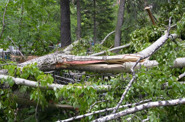 Birch Tree Removal in Menomonee Falls