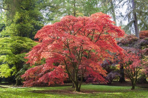 Maple Tree Removal in Menomonee Falls