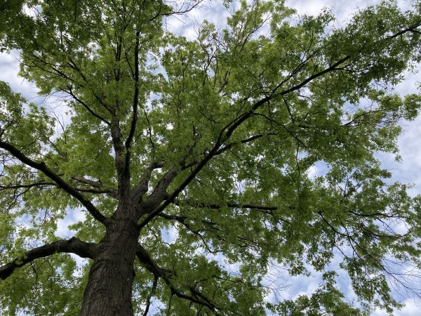 Oak Tree Removal in Menomonee Falls