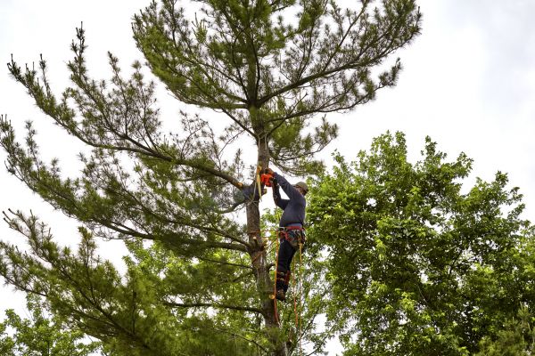 Pine Tree Removal in Menomonee Falls