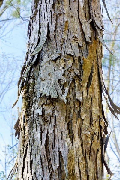Hickory Tree Removal in Menomonee Falls