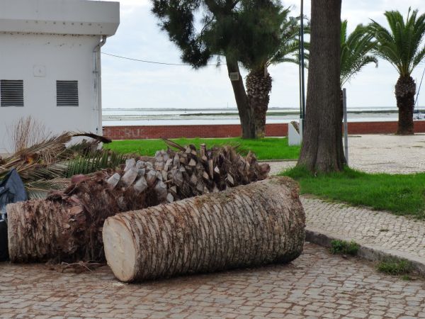 Palm Trees Removal in Menomonee Falls
