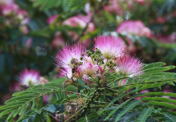 Mimosa Tree Removal in Menomonee Falls