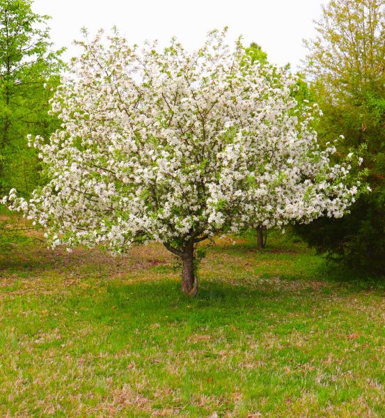 Dogwood Tree Removal in Menomonee Falls