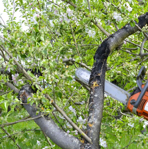 Apple Tree Removal in Menomonee Falls