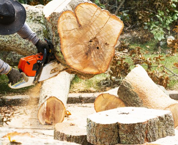 Tree Removal Service in Menomonee Falls