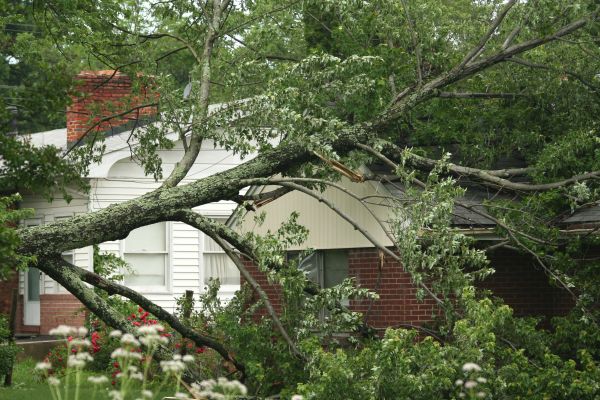 Emergency Tree Removal in Menomonee Falls