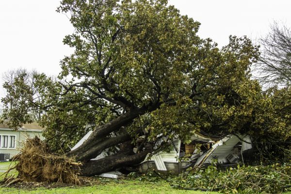 Fallen Tree Removal in Menomonee Falls