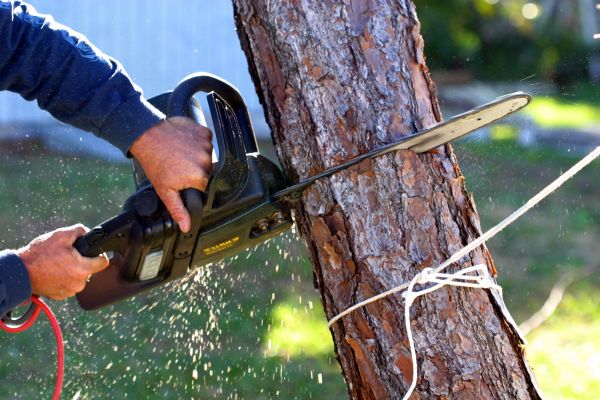 Dead Tree Removal in Menomonee Falls