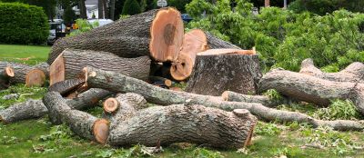 Dogwood Tree Removal