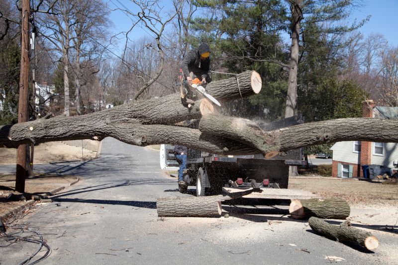 Tree Removal in Progress