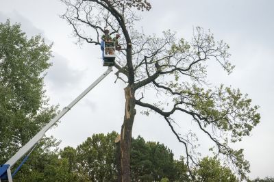Preparing for Tree Removal