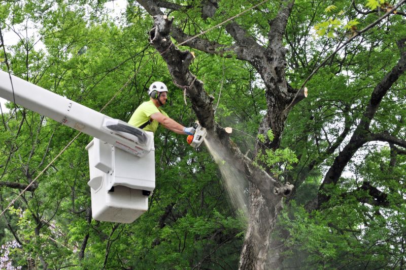 Spring Tree Removal