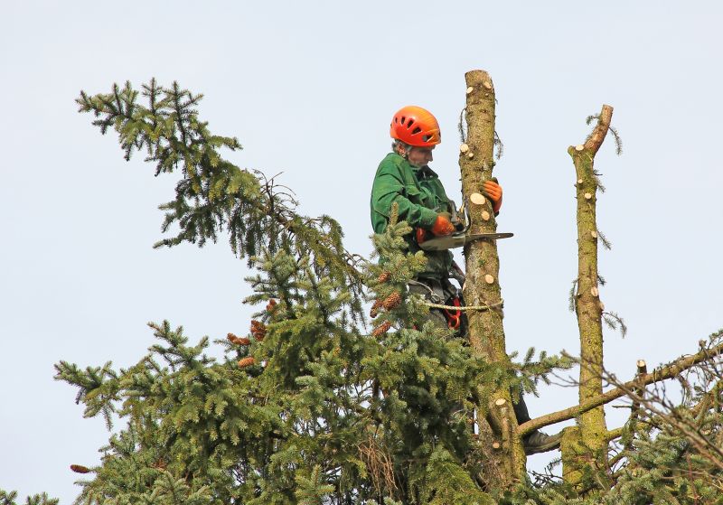Tree Climbing and Cutting